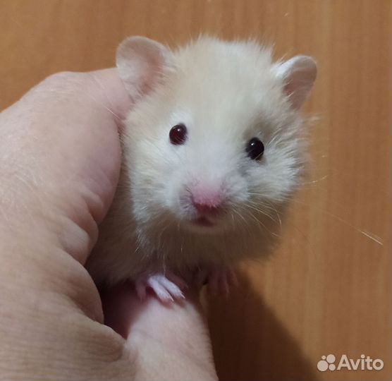 Сирийский хомяк девочка
