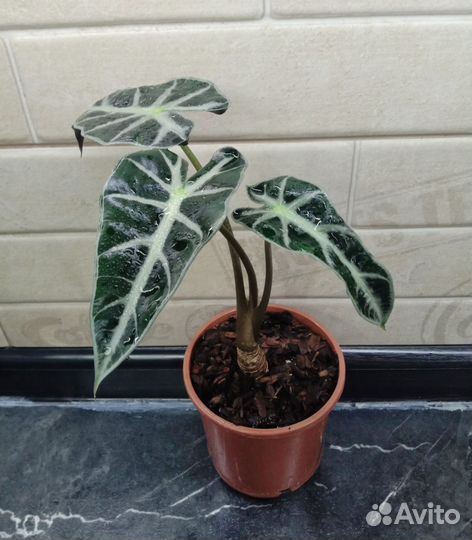 Комнатные растения