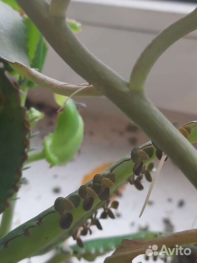 Каланхоэ лечебное дегремона чихалочка