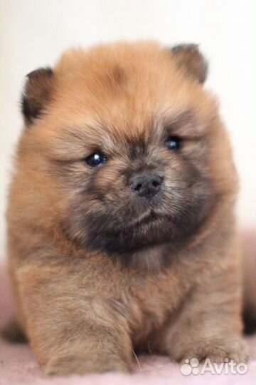 Мини чау-чау