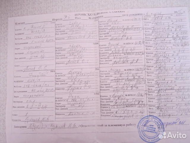 Продам щенят русская гончая