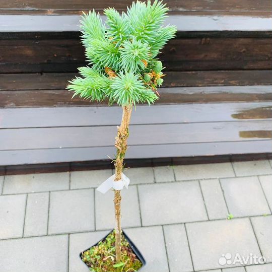 Ель колючая Kolar