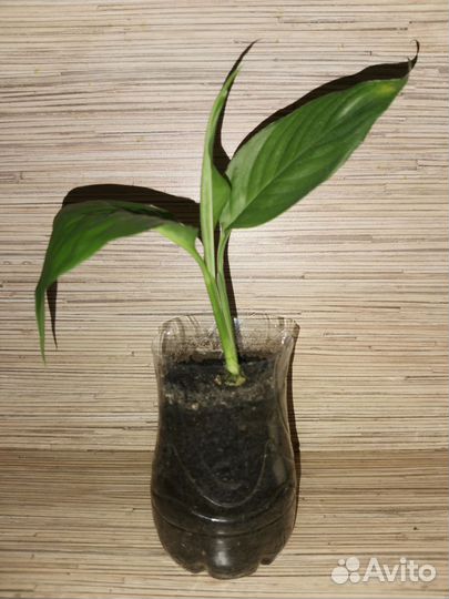 Спатифиллум