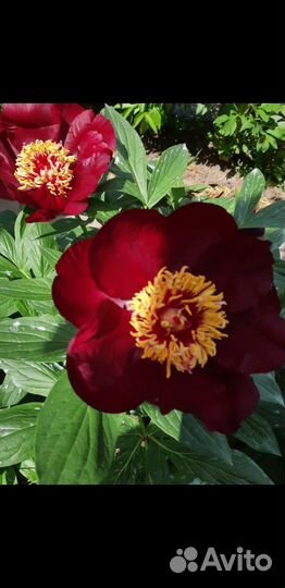 Пион Sable (сейбл)