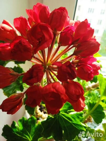 Пеларгония Mr Carlse