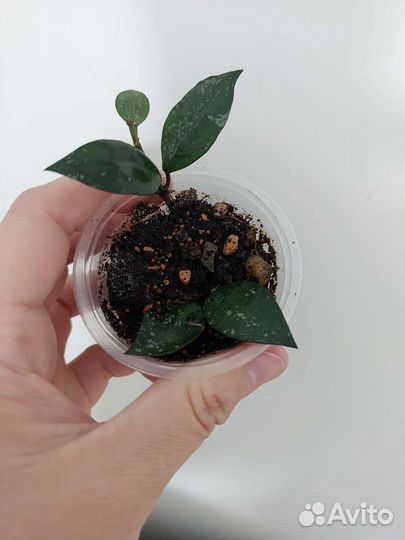 Дисхидия овата, хойя, набором