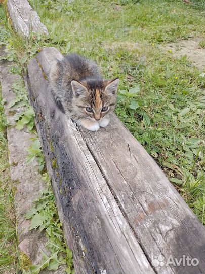 Котята отдам