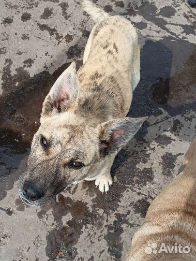 Собака в добрые руки