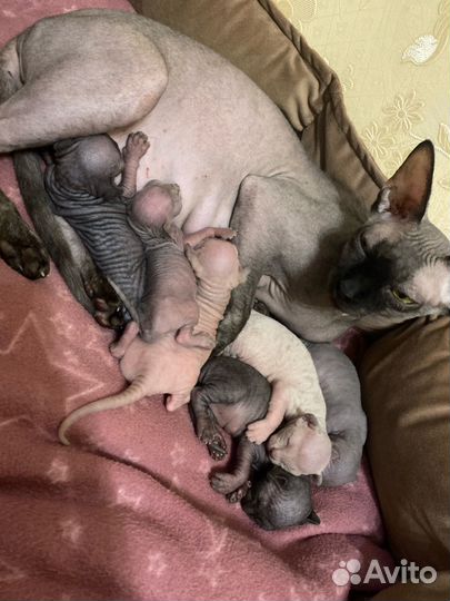 Канадский сфинкс