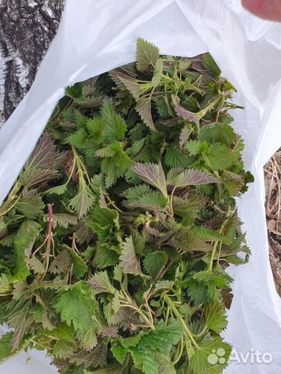 Крапива, сныть, веники для бани