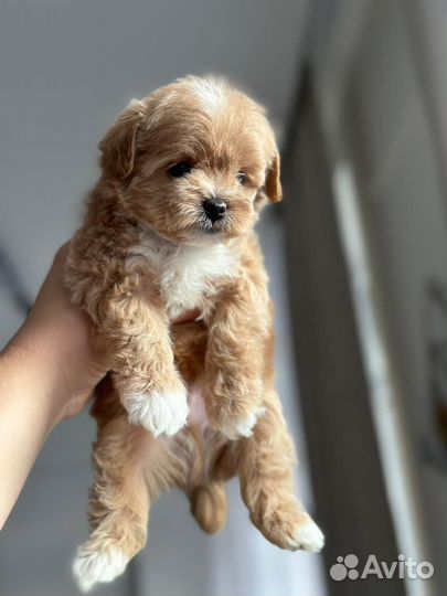 Mani maltipoo mini мальчик эксклюзив