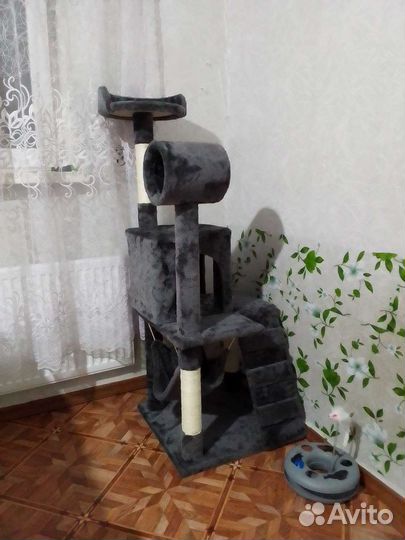 Передержка кошек