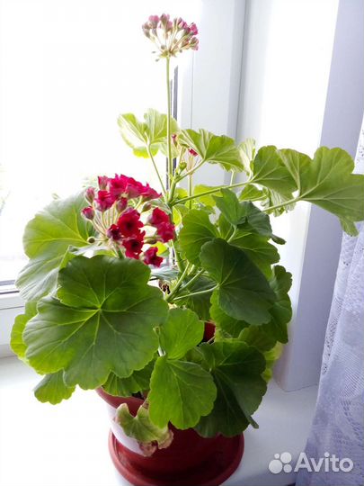Пеларгония герань