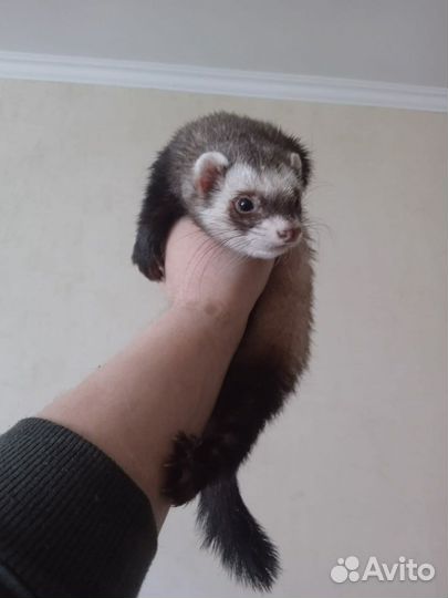 Хорек серебро с клеткой