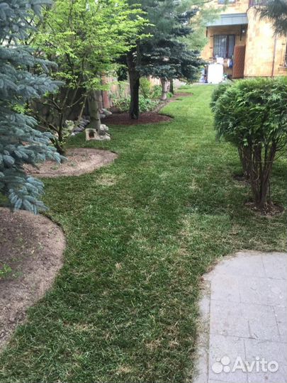 Рулонный газон