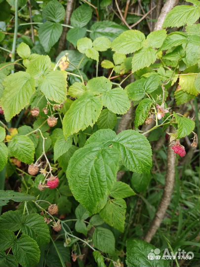 Отдам Бесплатно