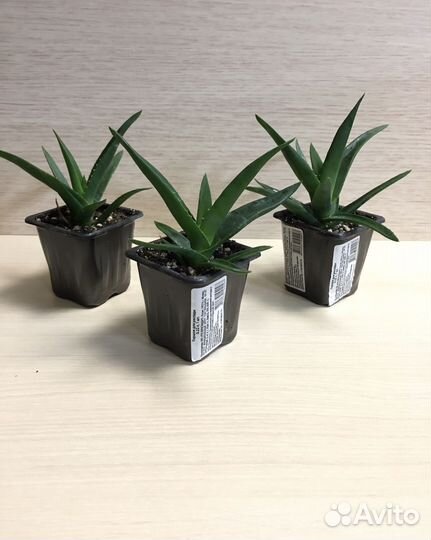 Укоренившиеся отростки, суккуленты