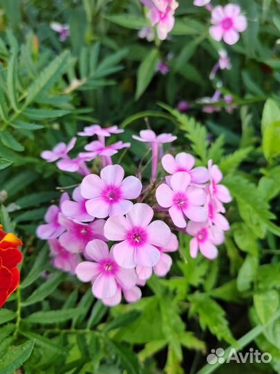 Флоксы сортовые