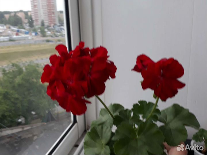 Пеларгония герань сортовая