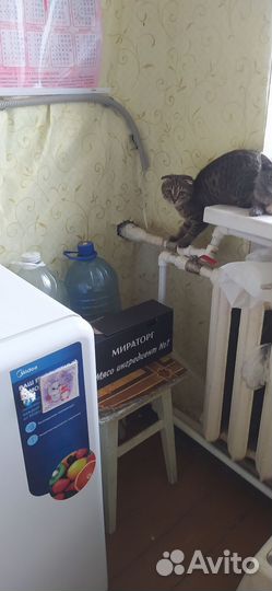 Отдам бесплатно животные