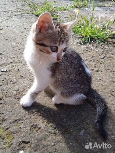 Отдам котят. Приучены к лотку