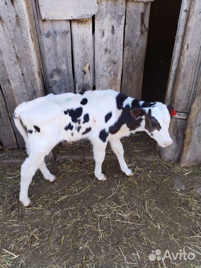 Телята бычки доставка