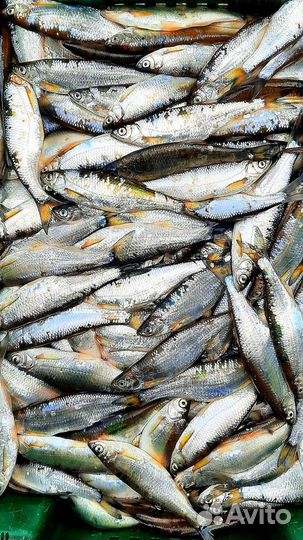 Свежая рыба линь,уклейка (немелкая)