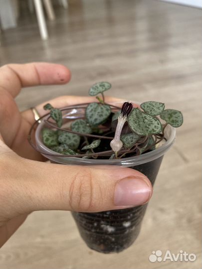 Церопегия Вуда