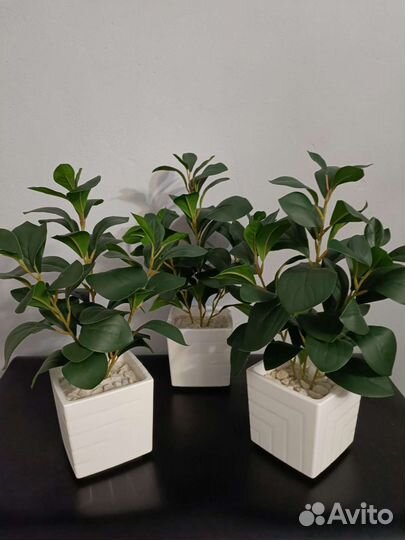 Куст зелени в кашпо