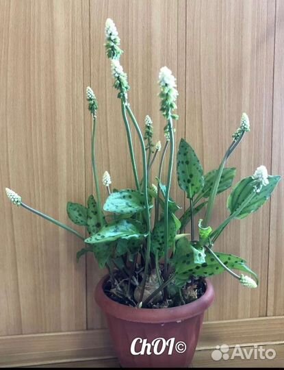 Дримиопсис пятнистый, Бегония розовая, Фуксия