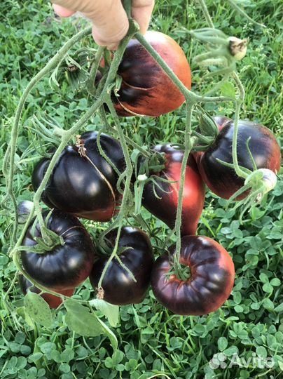 Коллекционные сорта томатов семена