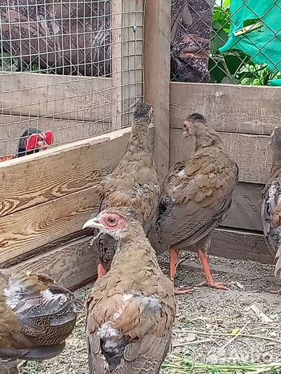 Фазанята серебряные