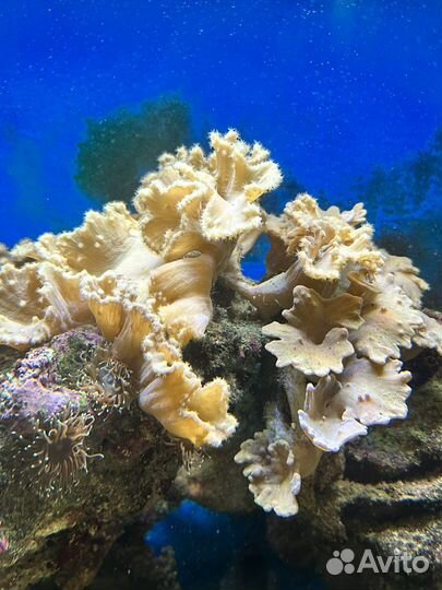 Морской аквариум 200 литров