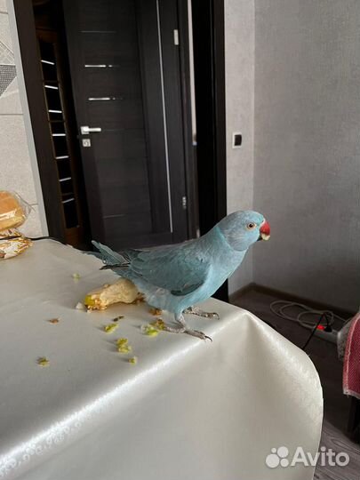 Ожереловый попугай