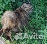 Курильский бобтейл