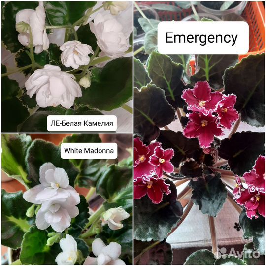 Фиалки; Стрептокарпус