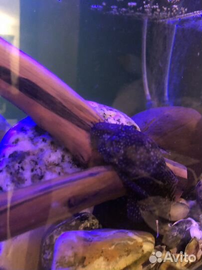 Аквариум 180 литров