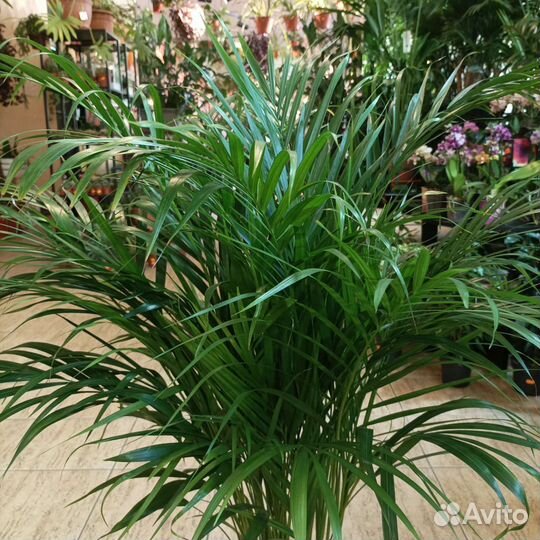 Пальма арека