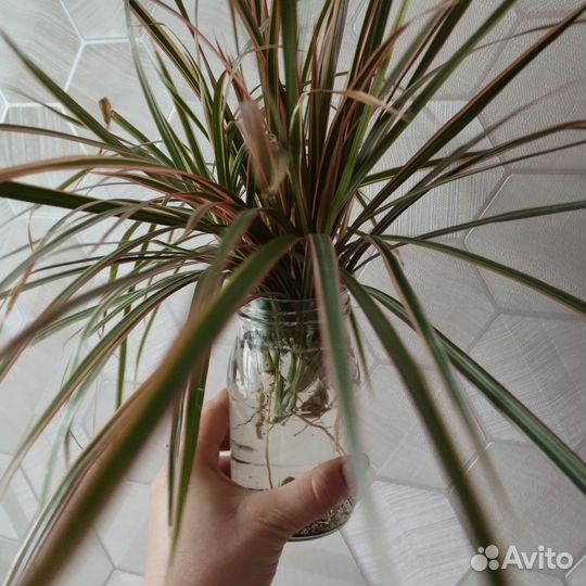 Пальма драцена