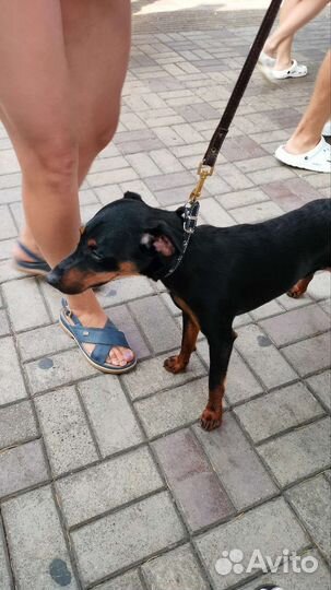 Щенки ягдтерьера потерялся