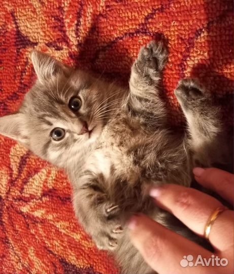 Котята бесплатно