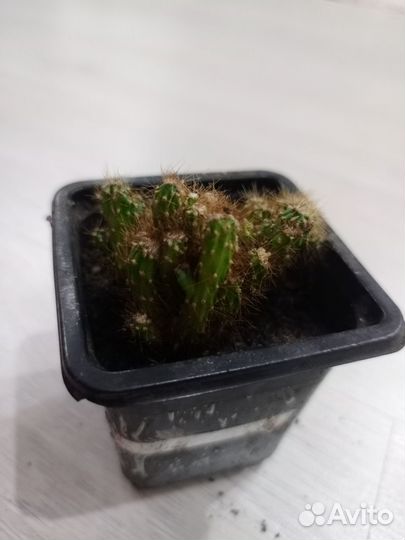 Маммиллярия