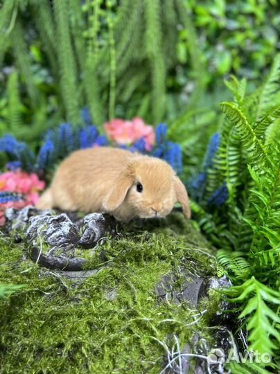 Мини кролики ручные