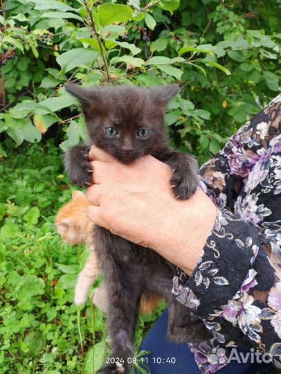 Найденные на даче котята