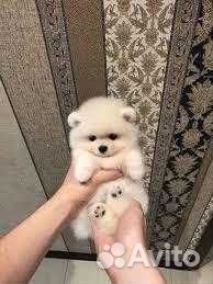 Щенки померанского шпица