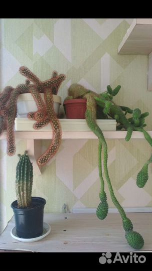 Цветы замиокулькас кактус суккуленты