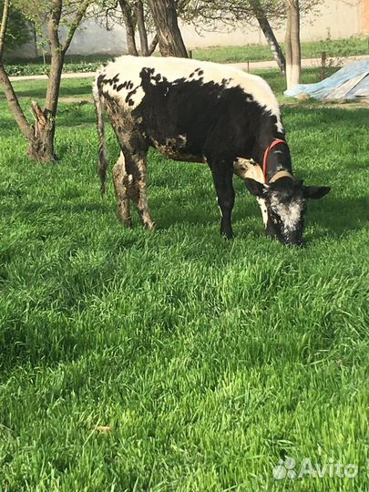 Корова дойная и телка 7 8 месяцев