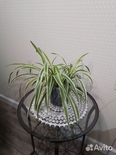 Хлорофитум