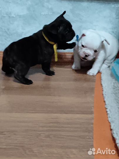 Французский бульдог щенки