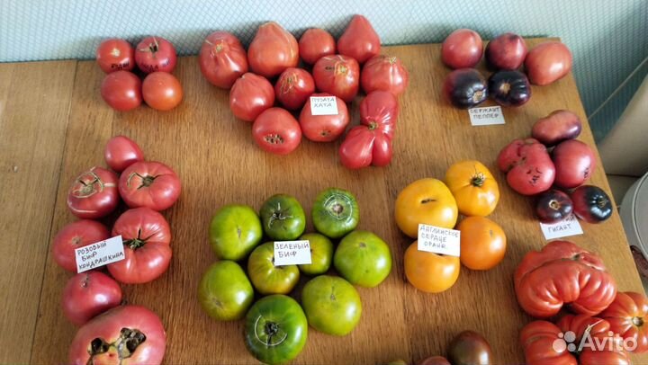 Семена помидор